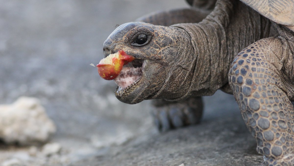iotaseychelles's tweet photo. Tortoises Tips #18 Never give up, even when you're stuck.
#tortoisetips
Giant tortoises don't have teeth and sometimes the delicious fruit they are eating gets stuck. They can use their tongue to break it loose to swallow it. #fruit #tortoise
📷 @wfalconl.pr / Wilfredo Falcon https://t.co/tmu9gc8Lts
