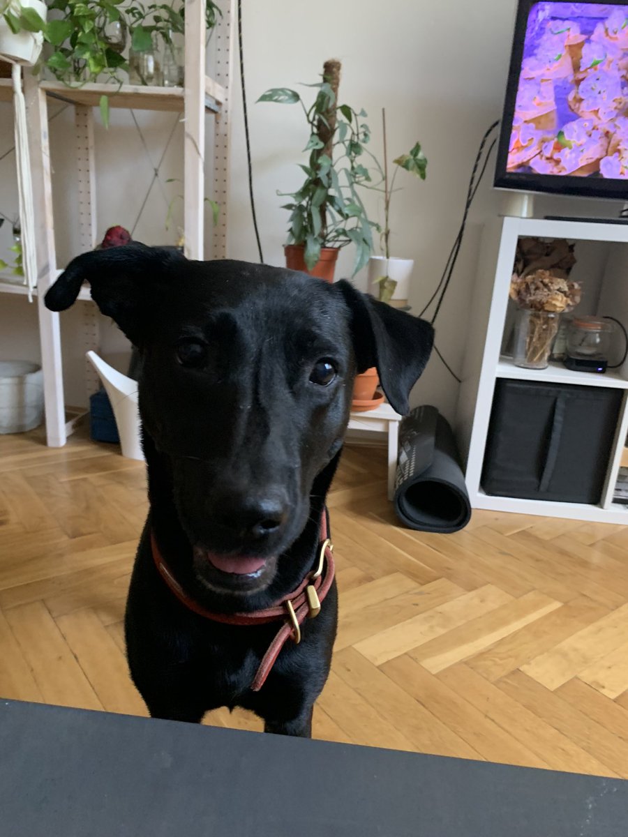 shymoonfrommars's tweet photo. Ahoj, 
já jsem Tara.
Jsem malá nutrie a taky potápka. 
Mám ráda frisbeečko a míčky.
Všechno jídlo se musí schovávat, protože jsem popelnice.
Říkaj, že jsem sluníčko, i když jsem celá černá.
Jo a už se mám dobře a konečně mam svoje DOMA. 
❤️ https://t.co/Ze0qbTUvpp