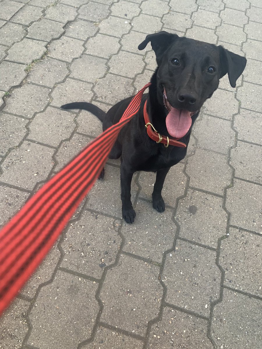 shymoonfrommars's tweet photo. Ahoj, 
já jsem Tara.
Jsem malá nutrie a taky potápka. 
Mám ráda frisbeečko a míčky.
Všechno jídlo se musí schovávat, protože jsem popelnice.
Říkaj, že jsem sluníčko, i když jsem celá černá.
Jo a už se mám dobře a konečně mam svoje DOMA. 
❤️ https://t.co/Ze0qbTUvpp