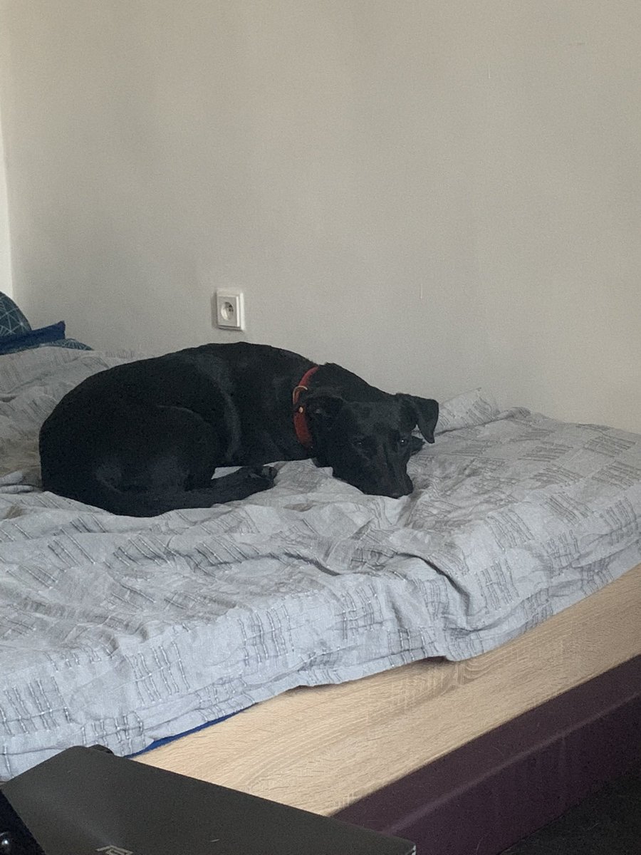 shymoonfrommars's tweet photo. Ahoj, 
já jsem Tara.
Jsem malá nutrie a taky potápka. 
Mám ráda frisbeečko a míčky.
Všechno jídlo se musí schovávat, protože jsem popelnice.
Říkaj, že jsem sluníčko, i když jsem celá černá.
Jo a už se mám dobře a konečně mam svoje DOMA. 
❤️ https://t.co/Ze0qbTUvpp