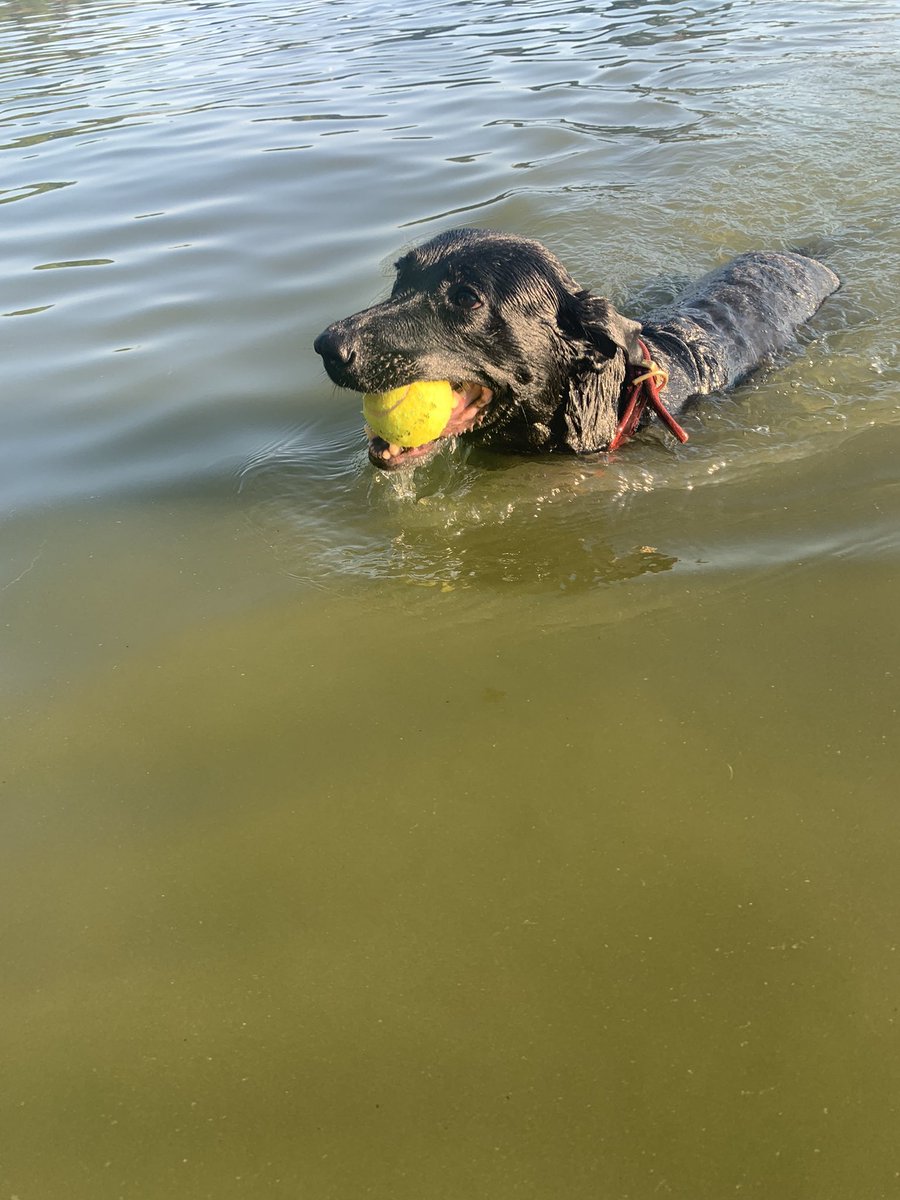 shymoonfrommars's tweet photo. Ahoj, 
já jsem Tara.
Jsem malá nutrie a taky potápka. 
Mám ráda frisbeečko a míčky.
Všechno jídlo se musí schovávat, protože jsem popelnice.
Říkaj, že jsem sluníčko, i když jsem celá černá.
Jo a už se mám dobře a konečně mam svoje DOMA. 
❤️ https://t.co/Ze0qbTUvpp