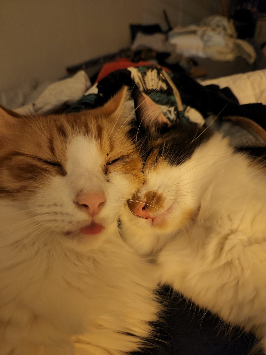 SableAnon's tweet photo. Happy International Cat Day :3 https://t.co/Wfc8CtumXr