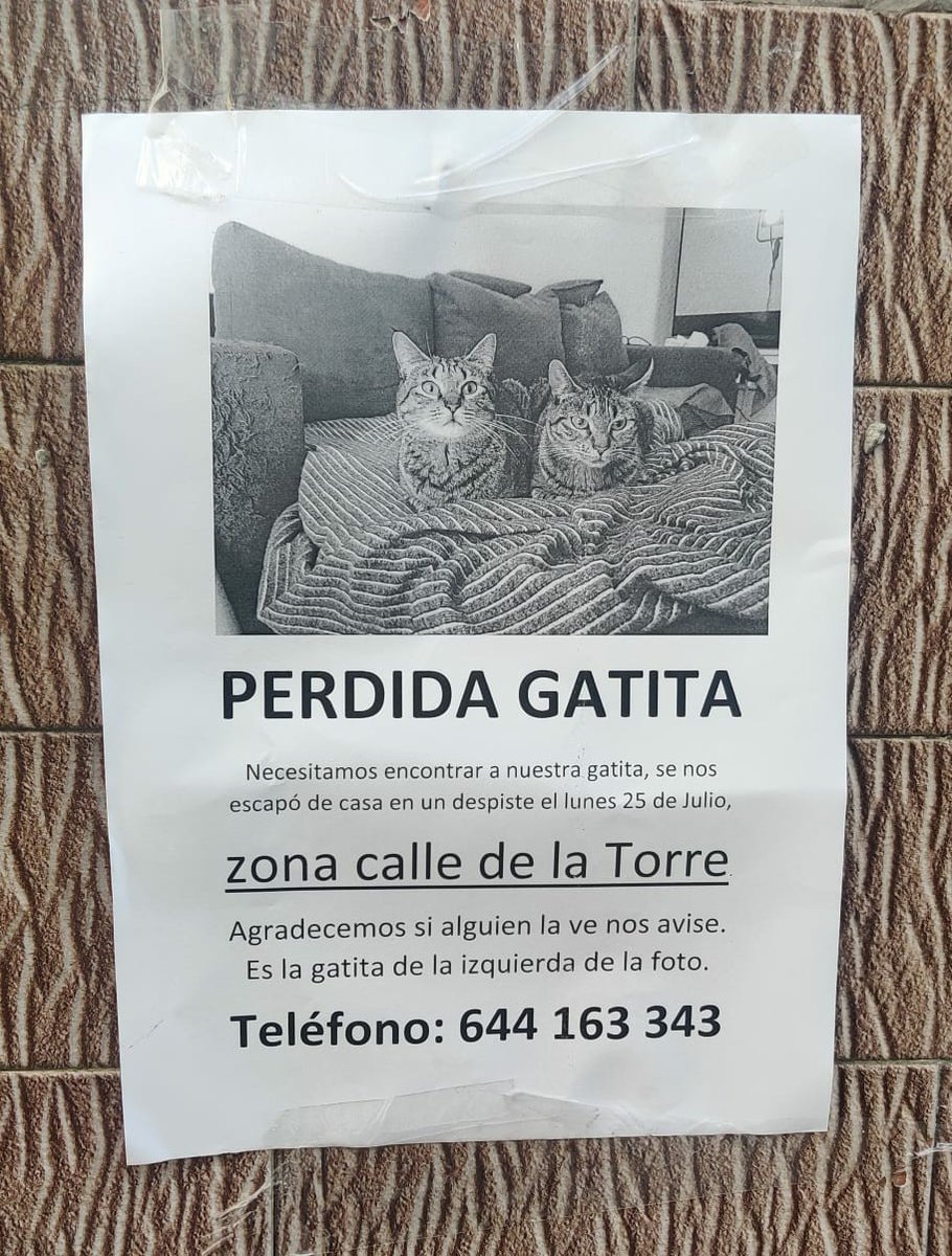 #Coruña Perdida gatita @apadan_coruna <a href="/sospelinesprote/">SOS Pelines Protectora</a>