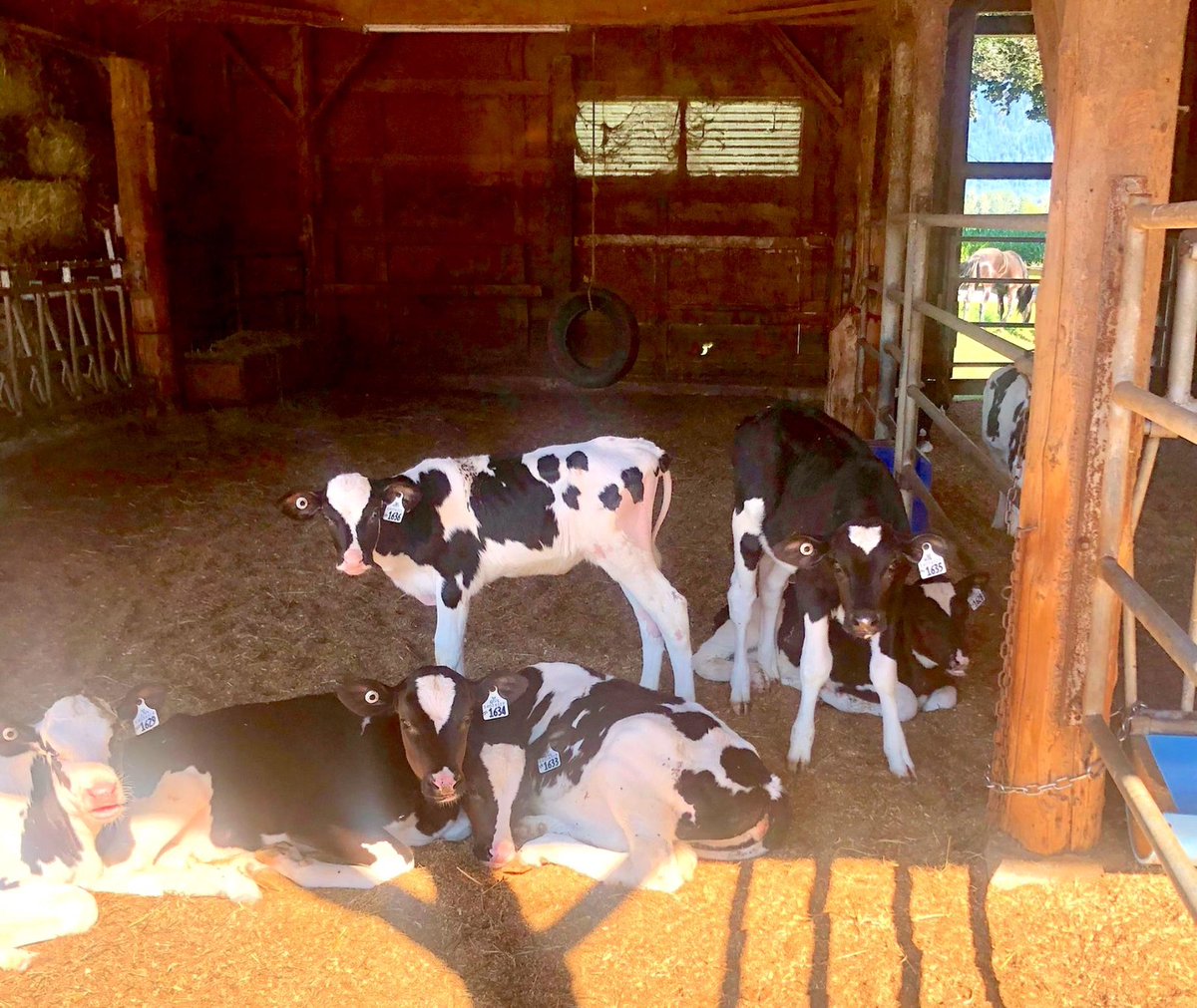 We had an audience on site today. These cows were watching us work at a local farm. We are working with the property owner to restore damage quickly to get them fully operational as soon as possible. 

#winmar #restorationexperts #fraservalley