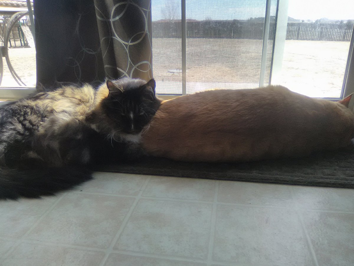 jade2camera's tweet image. #Internationalcatday 😻😻