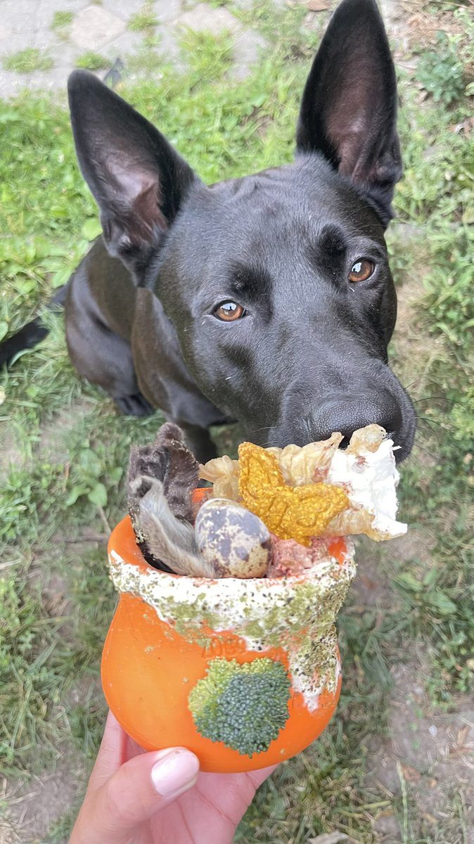 arlomeetsworld's tweet photo. Frozen #toppl is a great way to start the day! Filled with HoliRaw pork/duck, greek yogurt, rabbit ears, @BigCountryRaw quail egg, trachea, Barker’s Bakery cookie and sprinkled with kelp and alfalfa. https://t.co/aa5NXA7x6P
