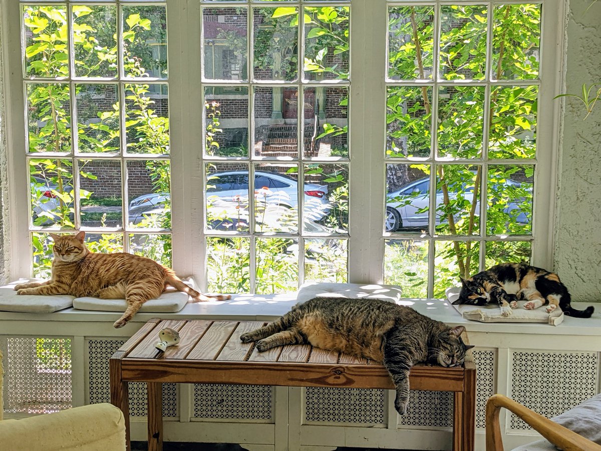 In honor of international cat day:

1) A Jewish Babylonian incantation bowl in the <a href="/NLIsrael/">National Library of Israel</a> depicting a cat with the formula "this cat is bound/אסירת שונרא הדין," suggesting that the cat here is in some ways demonic.

2) A picture of our three unbound, lazy, and demonic cats.
