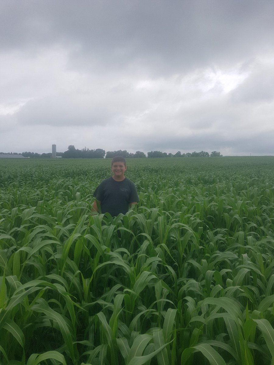 Sorghum Sudan is a wild crop