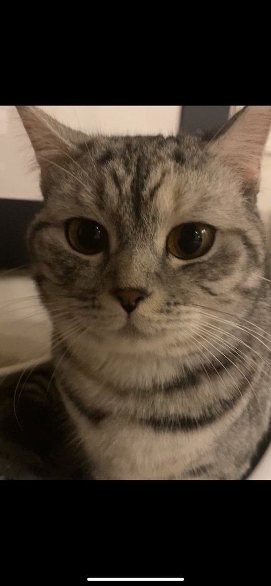 saeedmq21's tweet photo. #InternationalCatDay https://t.co/mUKTGMfp3j
