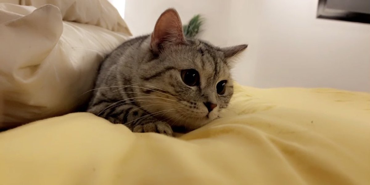 saeedmq21's tweet photo. #InternationalCatDay https://t.co/mUKTGMfp3j