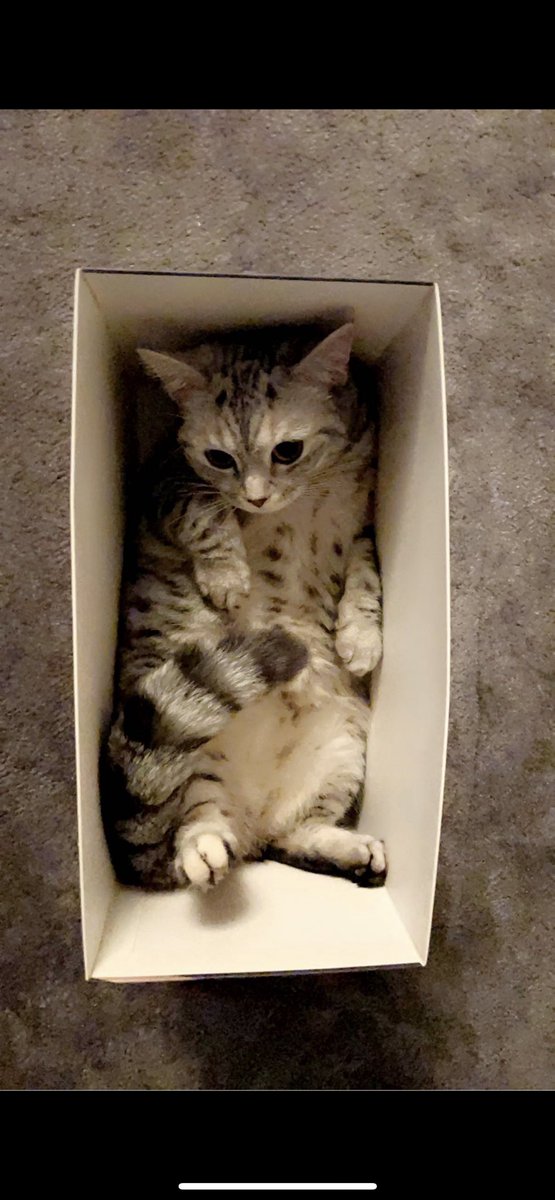 saeedmq21's tweet photo. #InternationalCatDay https://t.co/mUKTGMfp3j