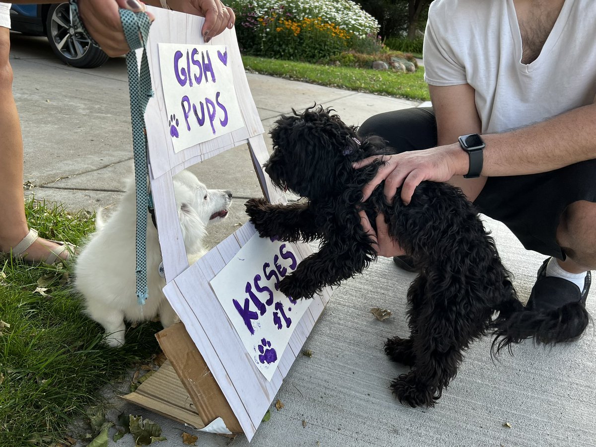 K_Abernethy's tweet photo. @GISH My 9mo doodle and my neighbor’s 4mo Eskimo were both way too excitable to help me make a dog kissing booth work. Also the booth didn’t stand up well, and the dogs would either knock it down or jump through it! Oh well, at least they both look cute 🥰😄😍 https://t.co/KYqd2q4Ewa