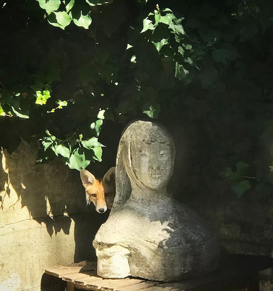 CressidaBell's tweet photo. Lady Into Fox - or vice versa? One of the many foxes living around my studio has taken to snoozing in the shade behind my Quentin Bell sculpture. Photo by Jaap - Very cute.
#ladyintofox #quentinbell #studiogarden #quentinbellsculpture https://t.co/1lRukgdtle