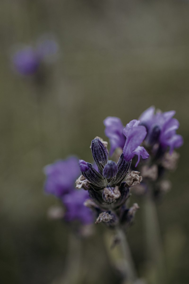 photobyklinga's tweet photo. A few summer flowers to the collection 🌼 https://t.co/wgq9KwuwJg