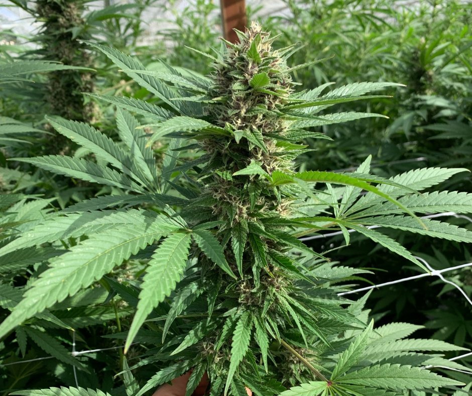 CBD Brothers tweet media