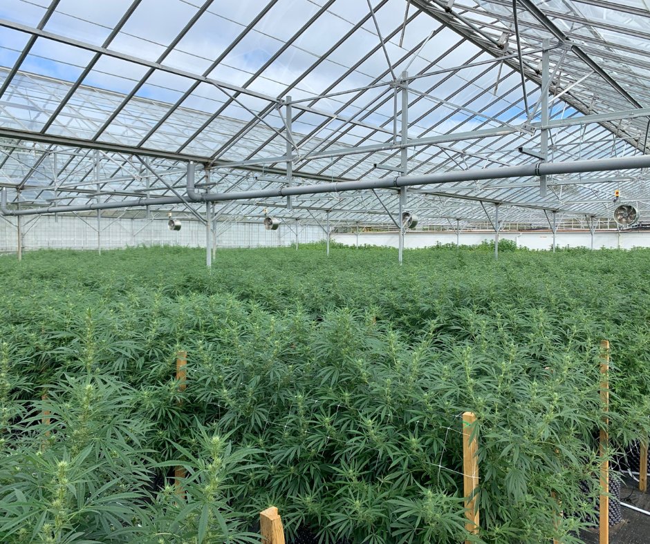 CBD Brothers tweet media