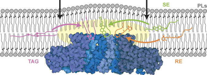 The most recent work from the Carvalho Lab <a href="/Dunn_School/">Dunn_School (now @DunnSchool.bsky.social)</a> is now available! 

Seipin is a universal LD assembly factor: Seipin concentrates distinct neutral lipids via interactions with their acyl chain carboxyl esters. doi.org/10.1083/jcb.20…