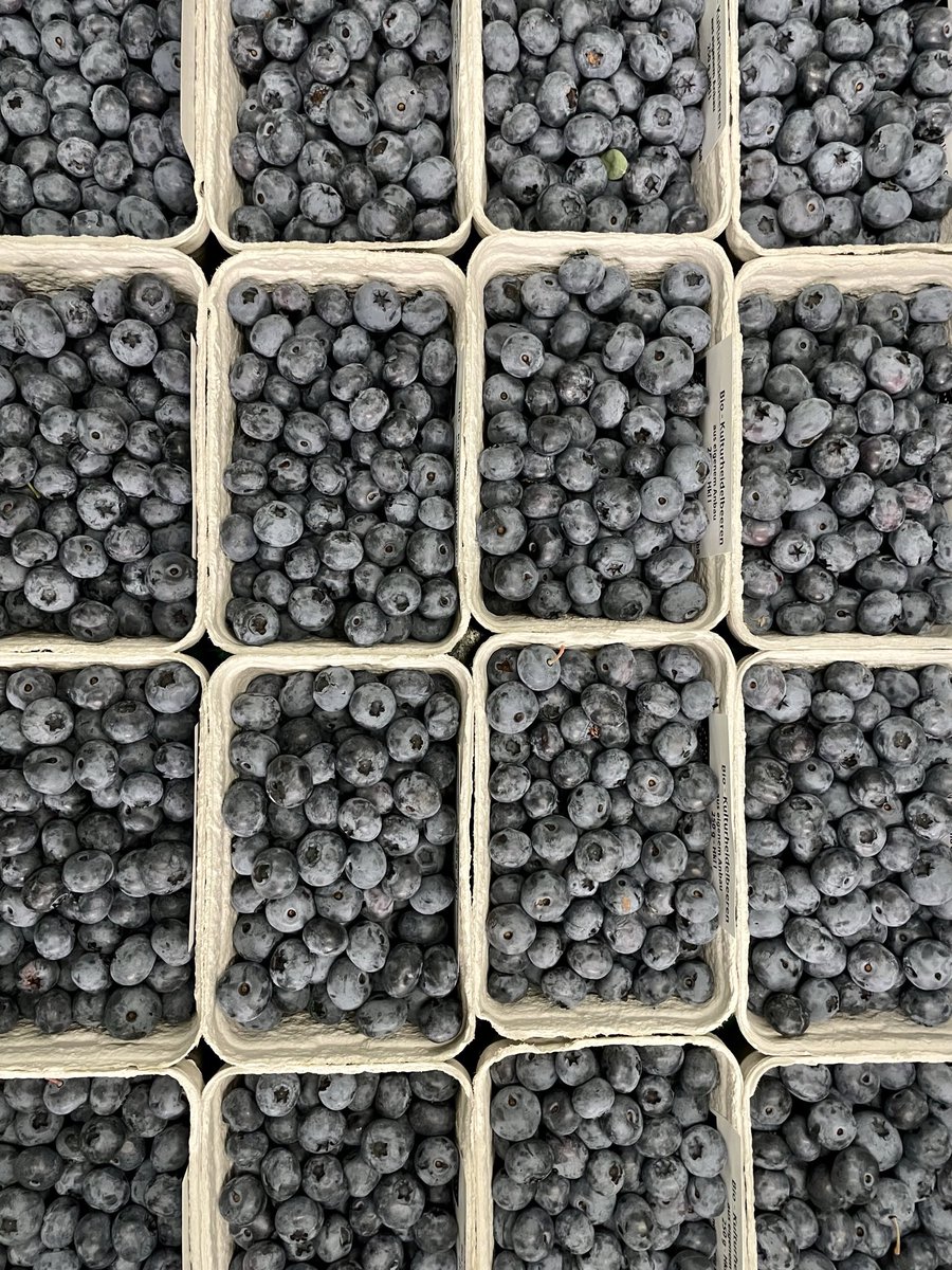 Oekokiste_K's tweet photo. 💙🫐💙 Nur diese Woche wieder lieferbar:
Regionale Heidelbeeren aus Niederbayern! 🫐🫐🫐😍
https://t.co/rf9IDTVlyU. 815 / 250g-Schale
Hier im Shop bestellen:
https://t.co/1hDwNvgVf1

#Ökokiste #organicfood #ökokistekirchdorf #münchen #dachau #freising #PAF https://t.co/IJtOCrhhSY