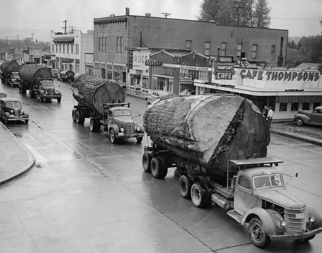 Good lord. Hard to imagine all that we have destroyed. Log trucks in the 1940s in Washington state.