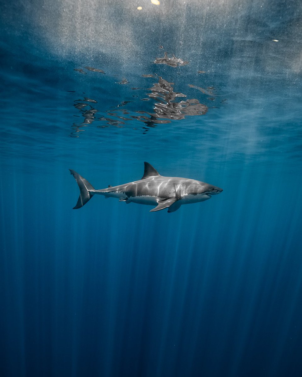 George Probst 🦈 tweet media