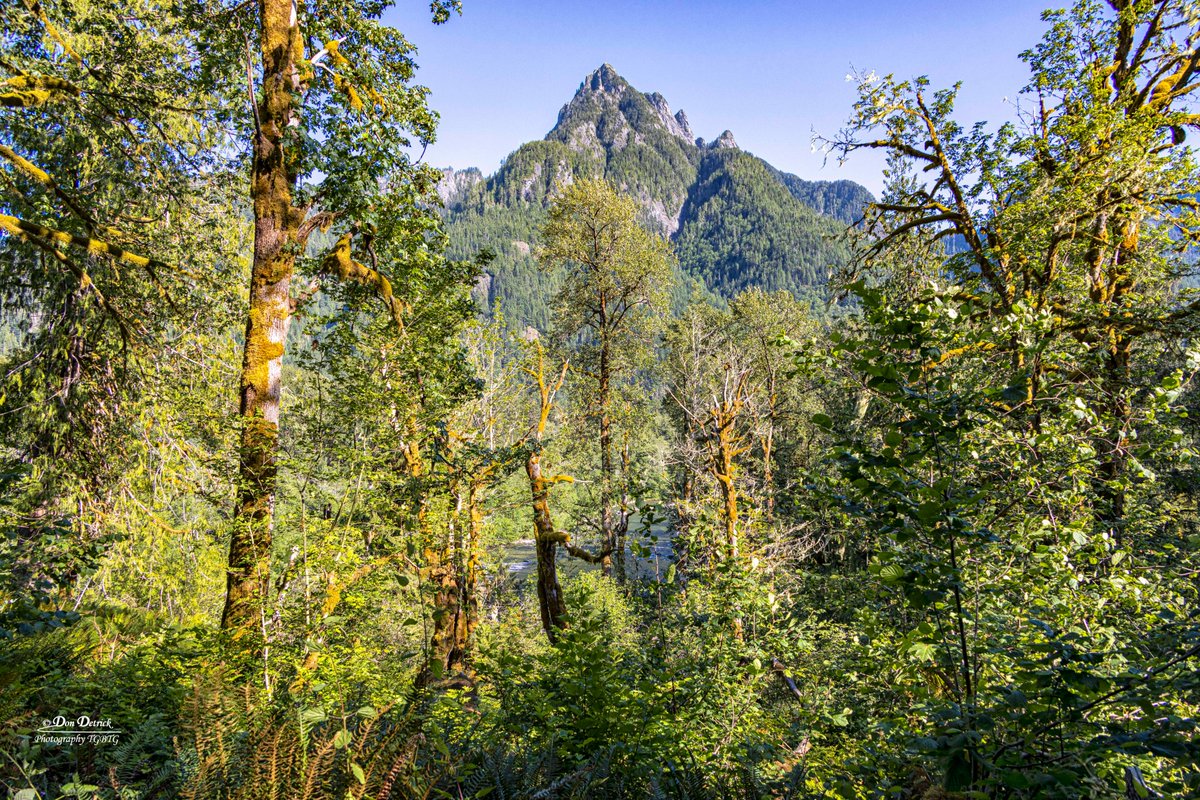 dondetrick's tweet photo. View of #RussianButte from #OxbowLoopTrail along the #MiddleFork #SnoqualmieRiver near #NorthBendWA on a recent afternoon. https://t.co/Qe9QRdmOn9 @LivingSno @CityofNorthBend https://t.co/Glk6T8F0ck