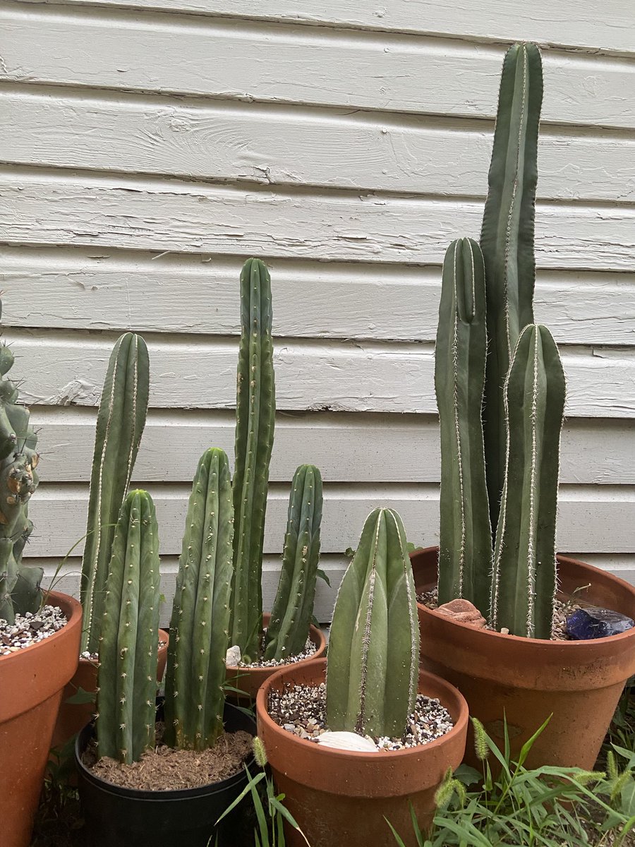 Something2GrowOn tweet media