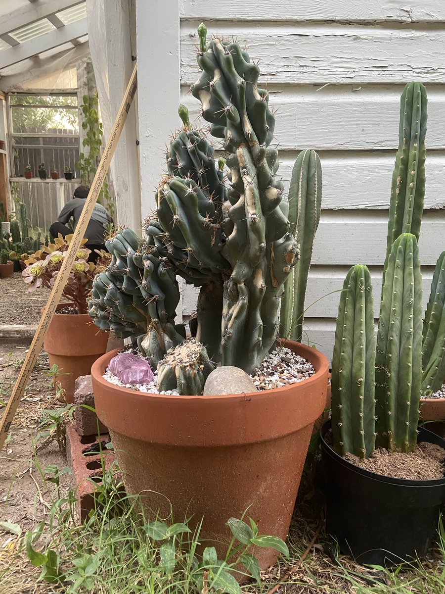 Something2GrowOn tweet media