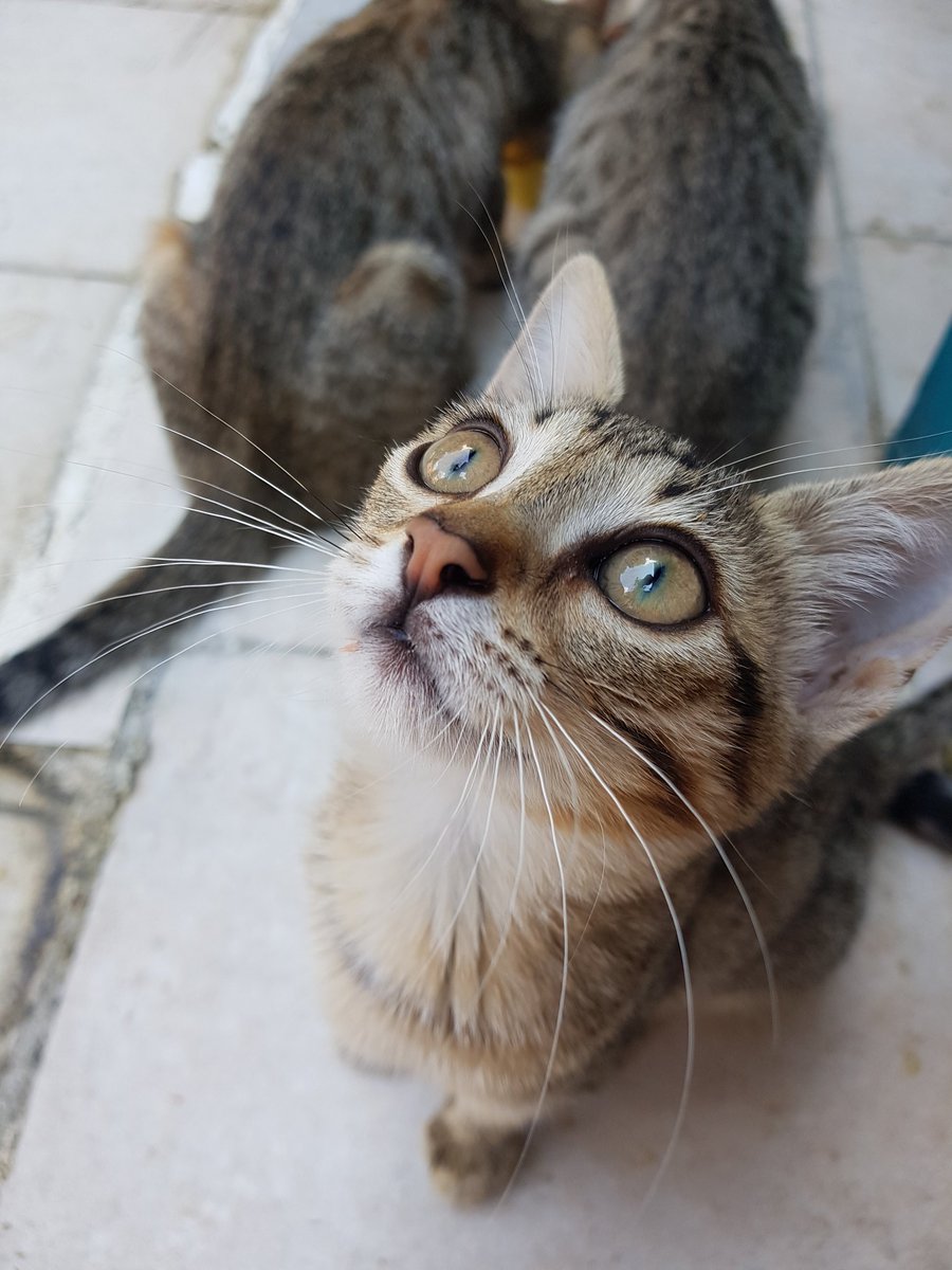 pitiing's tweet photo. 📍Ankara
Peri yuva arıyor
3 aylık dişi. Oyuncu, hareketli bir kedi. Sahiplendirileceği evde pencerelerde güvenlik açısından kedi teli olması zorunludur. Sahiplendirme sözleşmesi, takip ve kısırlaştırma şartıyla sadece Ankara içi sahiplendirme yapılacaktır
İletişim: 0539 639 13 56 https://t.co/9wkWWRDD1A