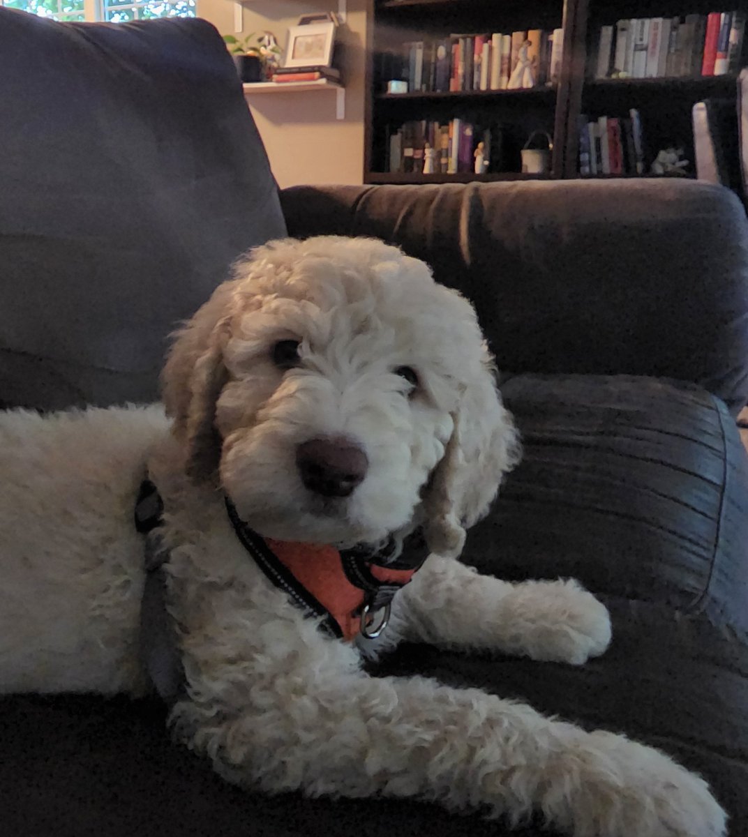 millersmuse's tweet photo. Darcy (my Doodle officemate of the last couple of year) and I have a new colleague and friend. Meet Grady. We think he's going to fit in with the team here very nicely. https://t.co/zeuIlXFCza