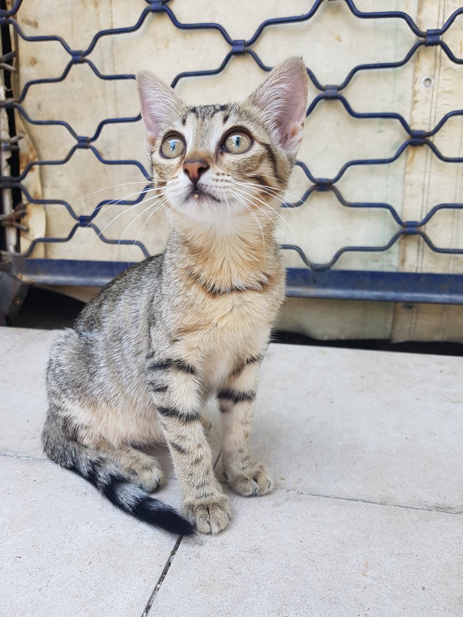 📍Ankara Peri yuva arıyor 3 aylık dişi. Oyuncu, hareketli bir kedi. Sahiplendirileceği evde pencerelerde güvenlik açısından kedi teli olması zorunludur. Sahiplendirme sözleşmesi, takip ve kısırlaştırma şartıyla sadece Ankara içi sahiplendirme yapılacaktır İletişim: 0539 639 13 56