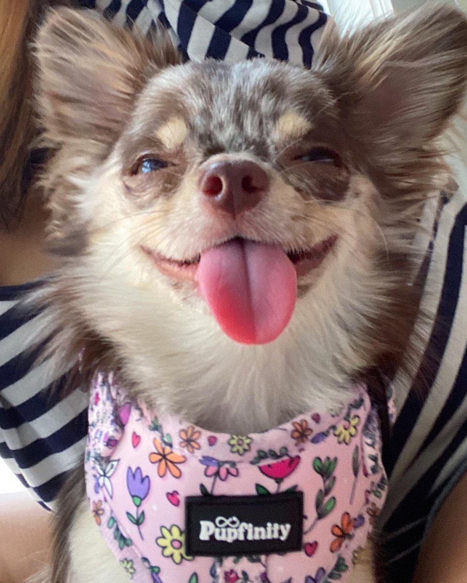 _chocomille's tweet photo. Happy Monday! https://t.co/rJtgP5Upub
