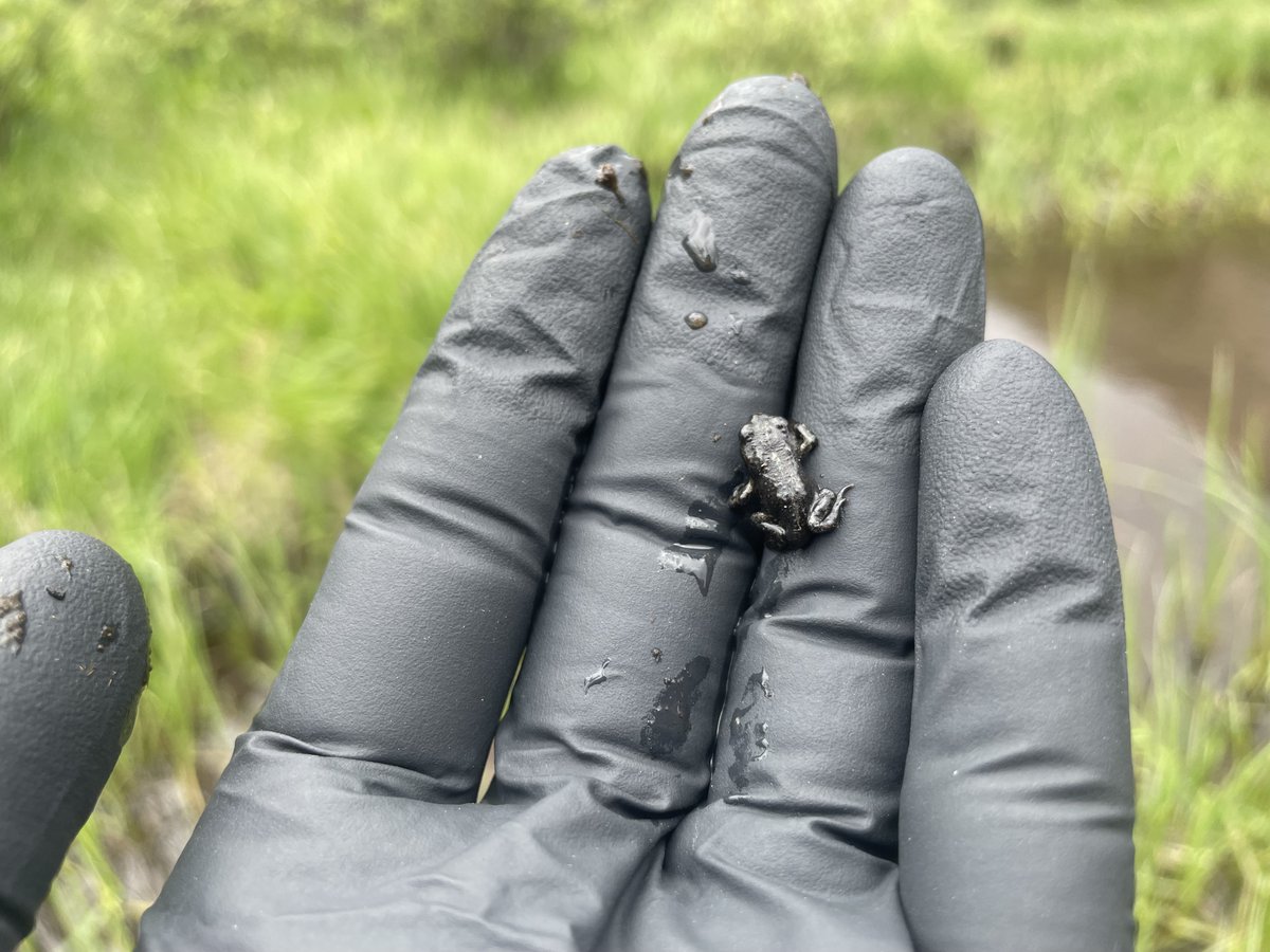 It’s time for a #TeamToad update! @COParksWildlife SW Region Native Aquatic Species Biologist Daniel Cammack recently visited the high-elevation wetland in the Gunnison National Forest where we released hundreds of boreal toad tadpoles in July. (1/3)