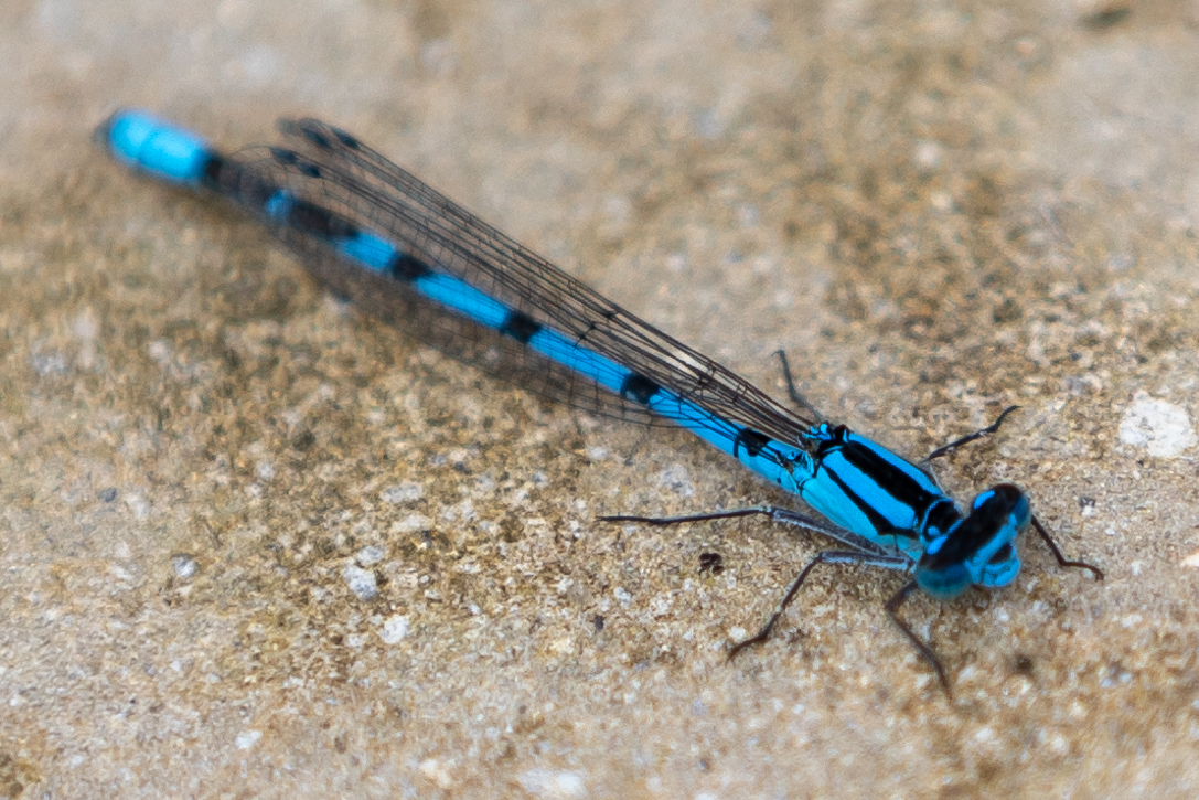 Camera was out today and not a football in sight 🤣 Getting back to nature at Brockholes.