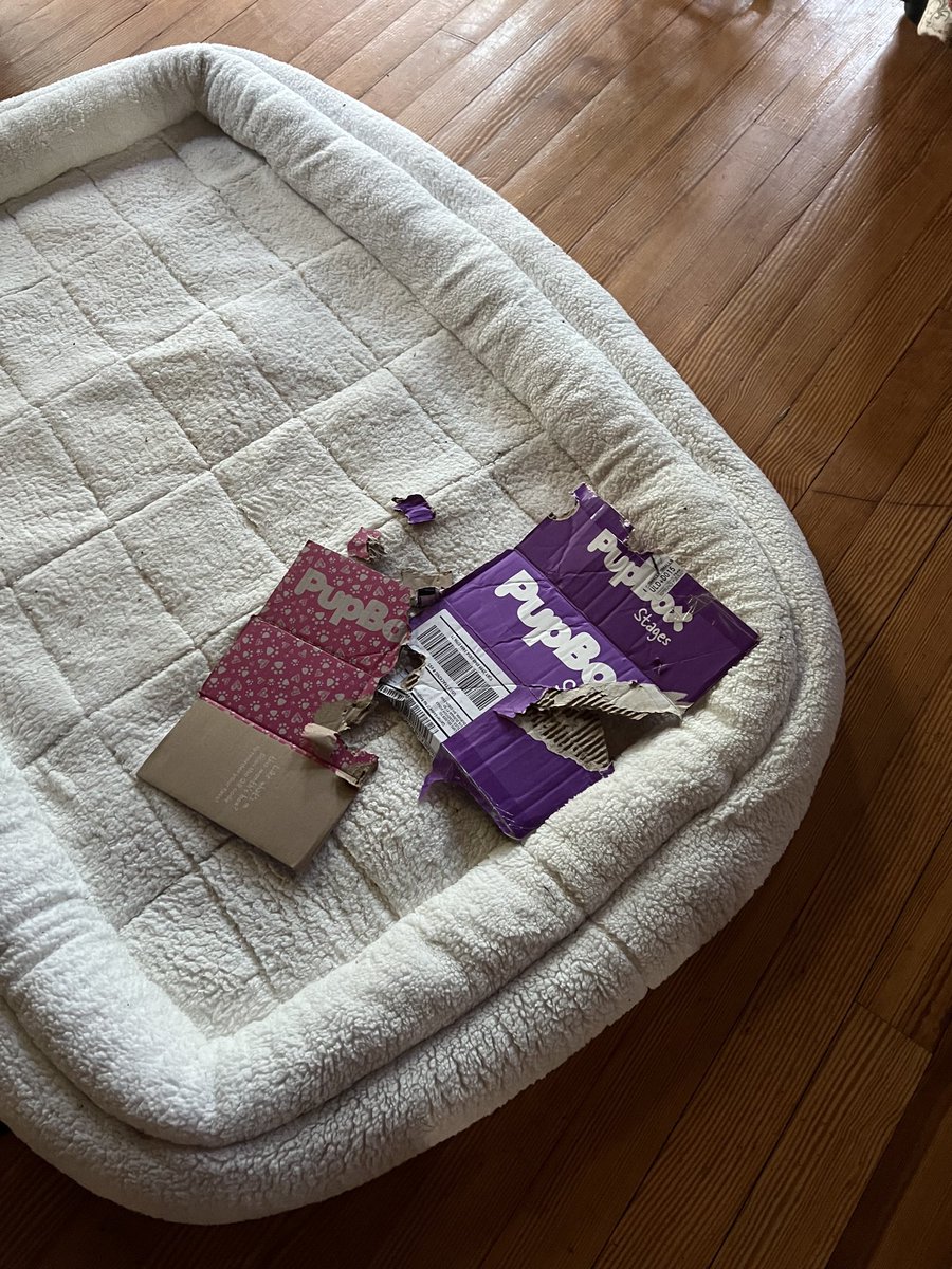 queenofmetrics's tweet photo. Talk about making Lancelotโs day! His #pupbox arrived! https://t.co/m2pkG39v6S