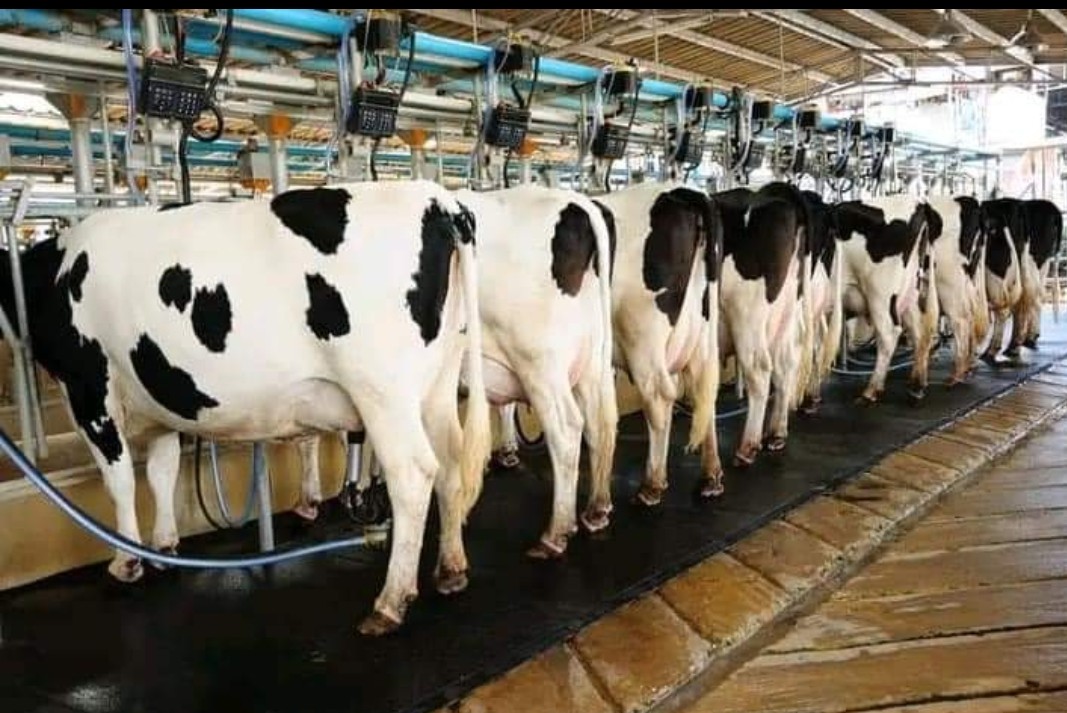 CBagunda's tweet photo. Agropastorale intensive :L'ancien président du Nigeria Obansajo: Exemple à suivre pour assurer la securité alimentaire en Afrique: 30 000 Ha: incubateurs industriels, élévage des poulets de chair et de ponte, palmier à huile etc. Véritable révolution agricole verte. https://t.co/r2OXmnEYeq