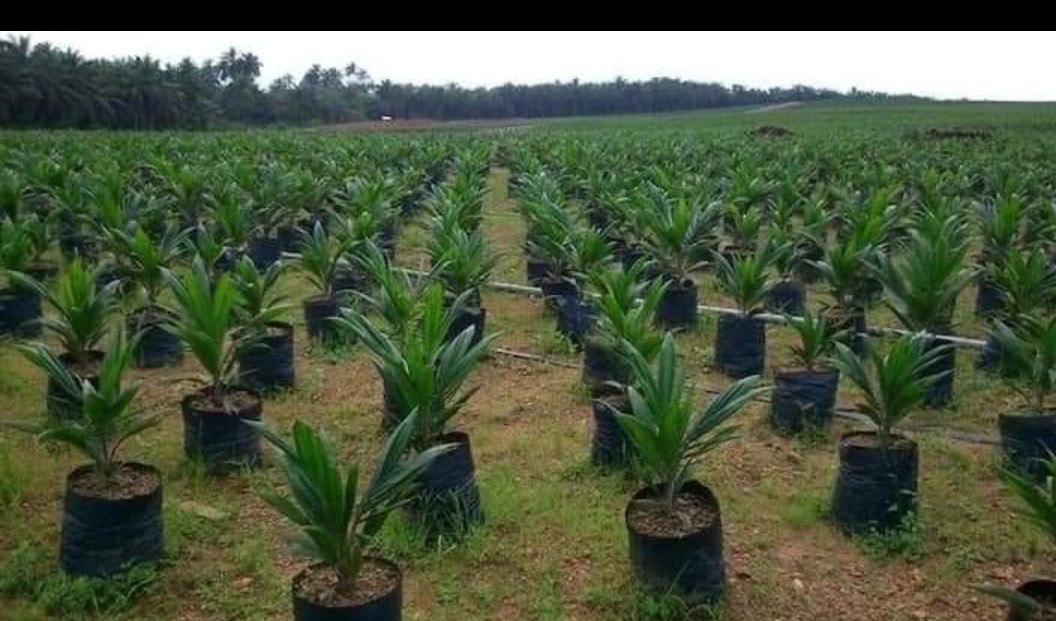 CBagunda's tweet photo. Agropastorale intensive :L'ancien président du Nigeria Obansajo: Exemple à suivre pour assurer la securité alimentaire en Afrique: 30 000 Ha: incubateurs industriels, élévage des poulets de chair et de ponte, palmier à huile etc. Véritable révolution agricole verte. https://t.co/r2OXmnEYeq