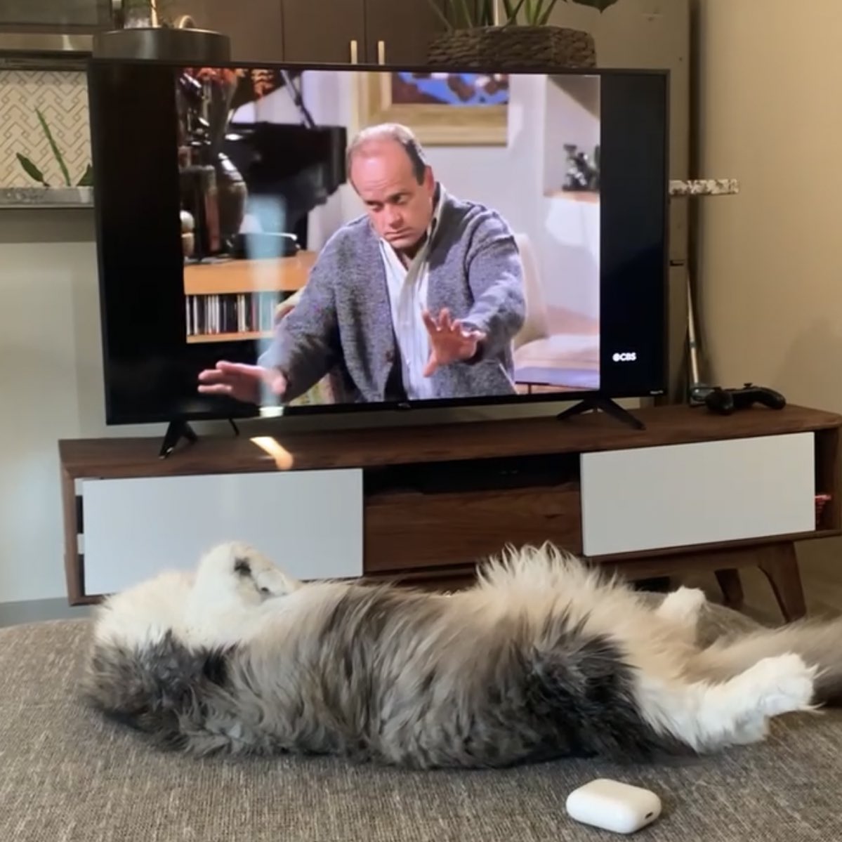 totencat's tweet photo. he tryina touch me https://t.co/4Cog6NGPZm