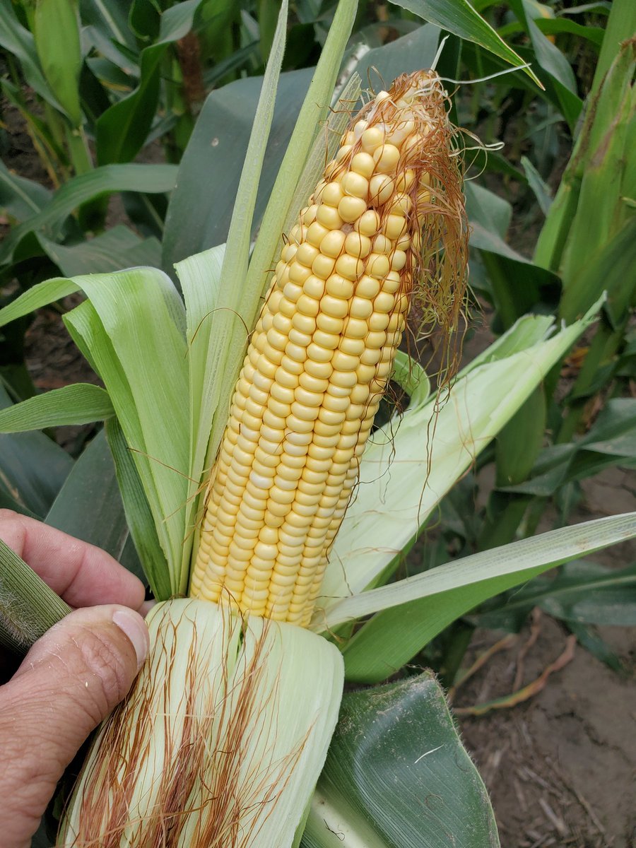 Greg Carpenter (@cowboycubby) on Twitter photo <a href="/DeanSeeds_Jeff/">Jeff Dean</a> <a href="/EbbersAg/">Blake Ebbers</a> Dryland Sterling NE. P0995AM AQUAmax® hybrids are highly resilient in challenging conditions, improved root system and silk emergence to manage drought stress. See The Leaders! <a href="/crank1n3/">Casey Rankin</a> <a href="/PioneerSeeds/">Pioneer Seeds U.S.</a> <a href="/LaneLiby/">Lane Liby</a> <a href="/corteva/">Corteva Agriscience</a> <a href="/DeanSeeds_Jeff/">Jeff Dean</a> <a href="/EbbersAg/">Blake Ebbers</a> Dryland Sterling NE. P0995AM AQUAmax® hybrids are highly resilient in challenging conditions, improved root system and silk emergence to manage drought stress. See The Leaders! <a href="/crank1n3/">Casey Rankin</a> <a href="/PioneerSeeds/">Pioneer Seeds U.S.</a> <a href="/LaneLiby/">Lane Liby</a> <a href="/corteva/">Corteva Agriscience</a>