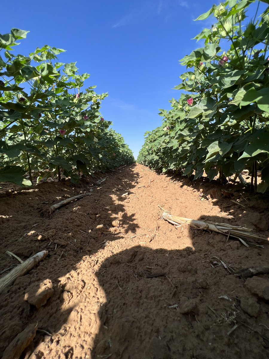 Drip irrigated research plots planted June 6 at AG-CARES in Lamesa progressing well after rough start. #cotton