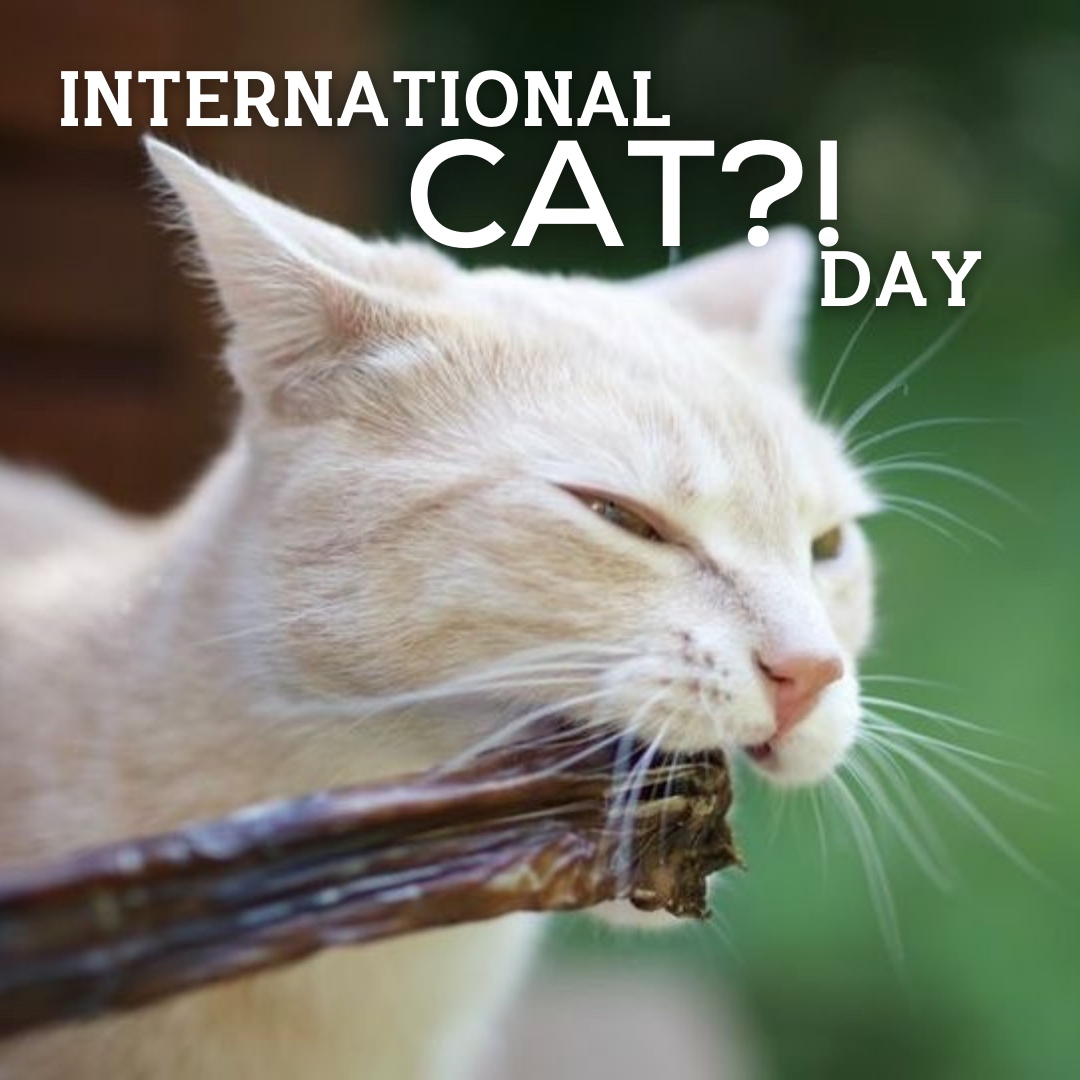 Are you wondering we're posting a cat?! 

Did you know cats seem to love our jerky too! It's an easier chew, but still super tasty! It's 100% single ingredient beef esophagus! 

🐱 : <a href="/apollotojuniper/">APOLLO & JUNIPER</a>

#cat #catsoftwitter #catday #nationalcatday #internationalcatday