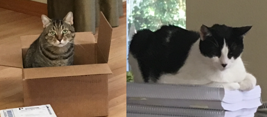 Celebrating my feline family members. Always ready to help out around the home office. #InternationalCatDay