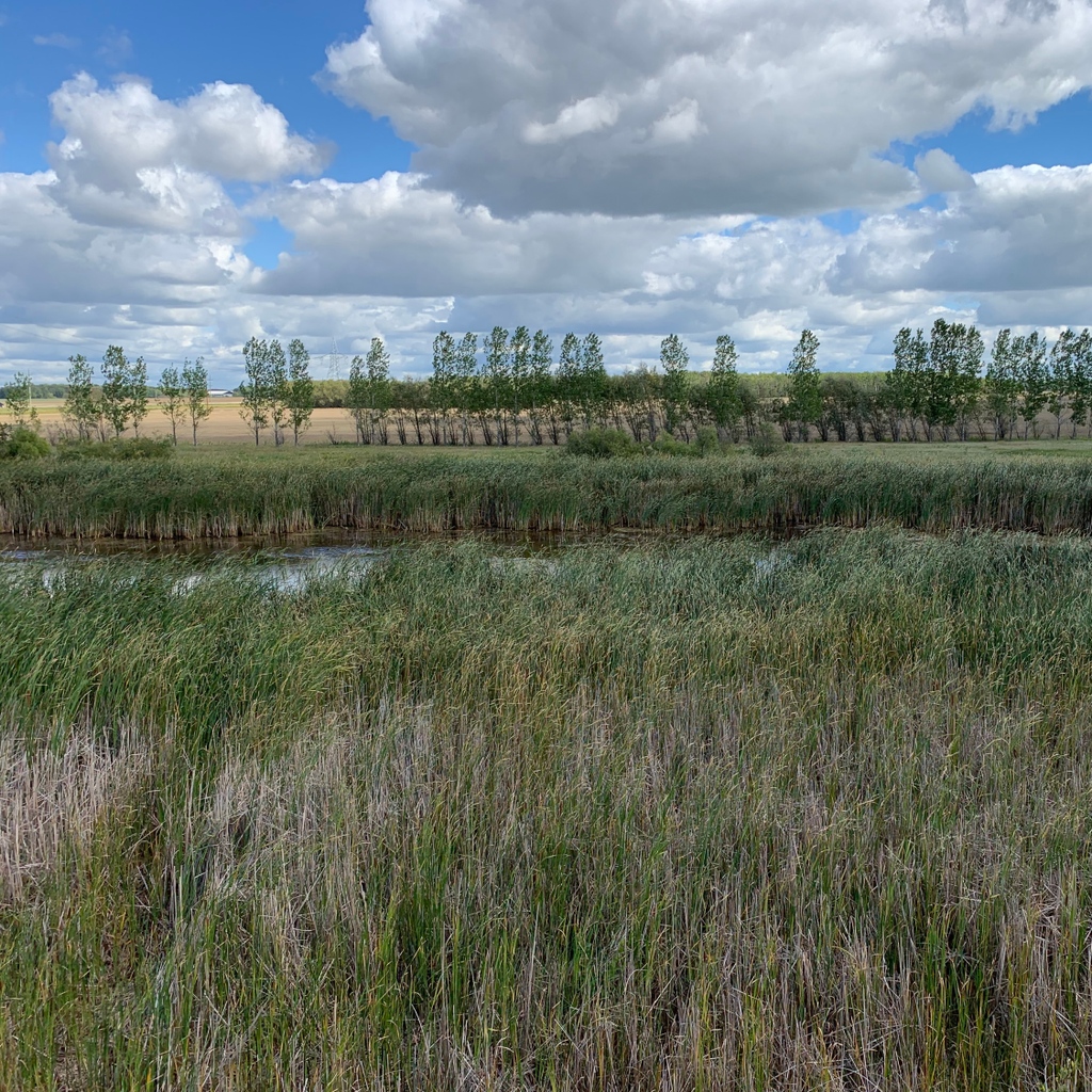 SeineRatRoseau's tweet photo. Tourond Creek Discovery Centre is an amazing area for you to discover, explore, and enjoy! If you haven't been yet, August is a great time to go!
#SRRWD #TCDC #TourondCreek #Nature #WalkingPaths #LookoutTower #Grasslands #Meadows #Creek #Explore #GetOutside #Prairie https://t.co/kvzERDZIpo