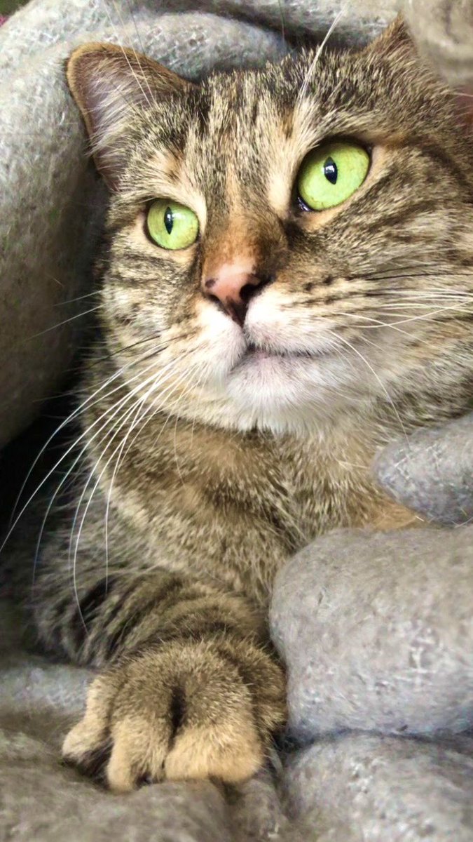 #international_cat_day