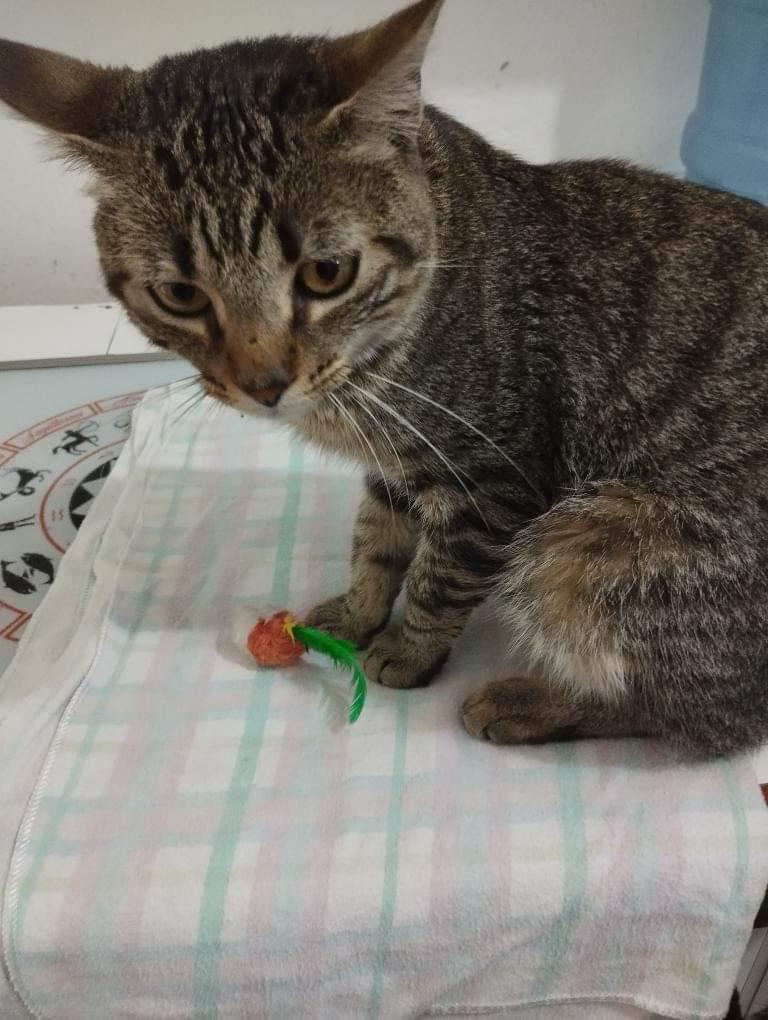 apoyocanino's tweet photo. Hola a todos, Pablito tiene un año y lo echaron a la calle. Quiero conseguirle  hogar,  no sabe estar en la calle. Llora, y se ve muy ansioso. Le tiene miedo a los carros y no pelea con otros gatos Es noble muy tranquilo y inmensamente  dócil. 
04242014157 https://t.co/TP8esY34Qi