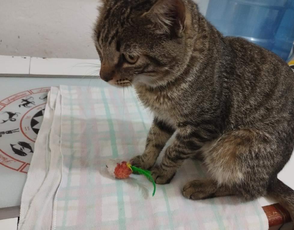 apoyocanino's tweet photo. Hola a todos, Pablito tiene un año y lo echaron a la calle. Quiero conseguirle  hogar,  no sabe estar en la calle. Llora, y se ve muy ansioso. Le tiene miedo a los carros y no pelea con otros gatos Es noble muy tranquilo y inmensamente  dócil. 
04242014157 https://t.co/TP8esY34Qi