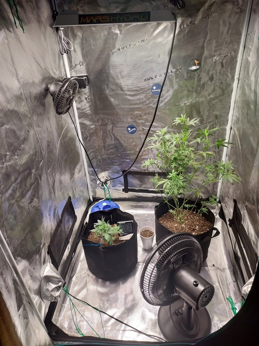 Grand Rising 💙 my 4riendz <a href="/irvineseedco/">Irvine Seed Company</a> <a href="/Fast_Buds/">Fast Buds</a> 
#marshydrotent
#CannabisCommunity 
#Mmemberville