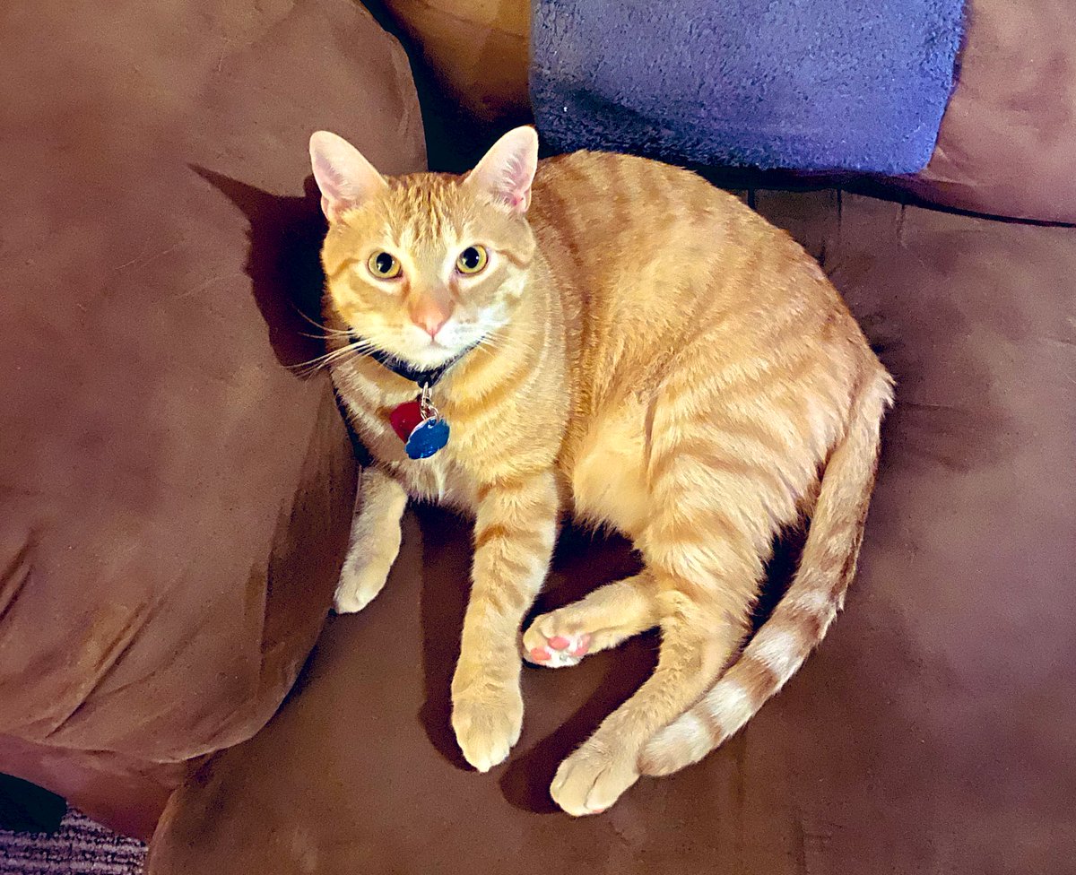 LilOkie76's tweet photo. Happy #InternationalCatDay from #ThomasKitty and myself! #CatsOfTwitter https://t.co/auIWo5m8NX