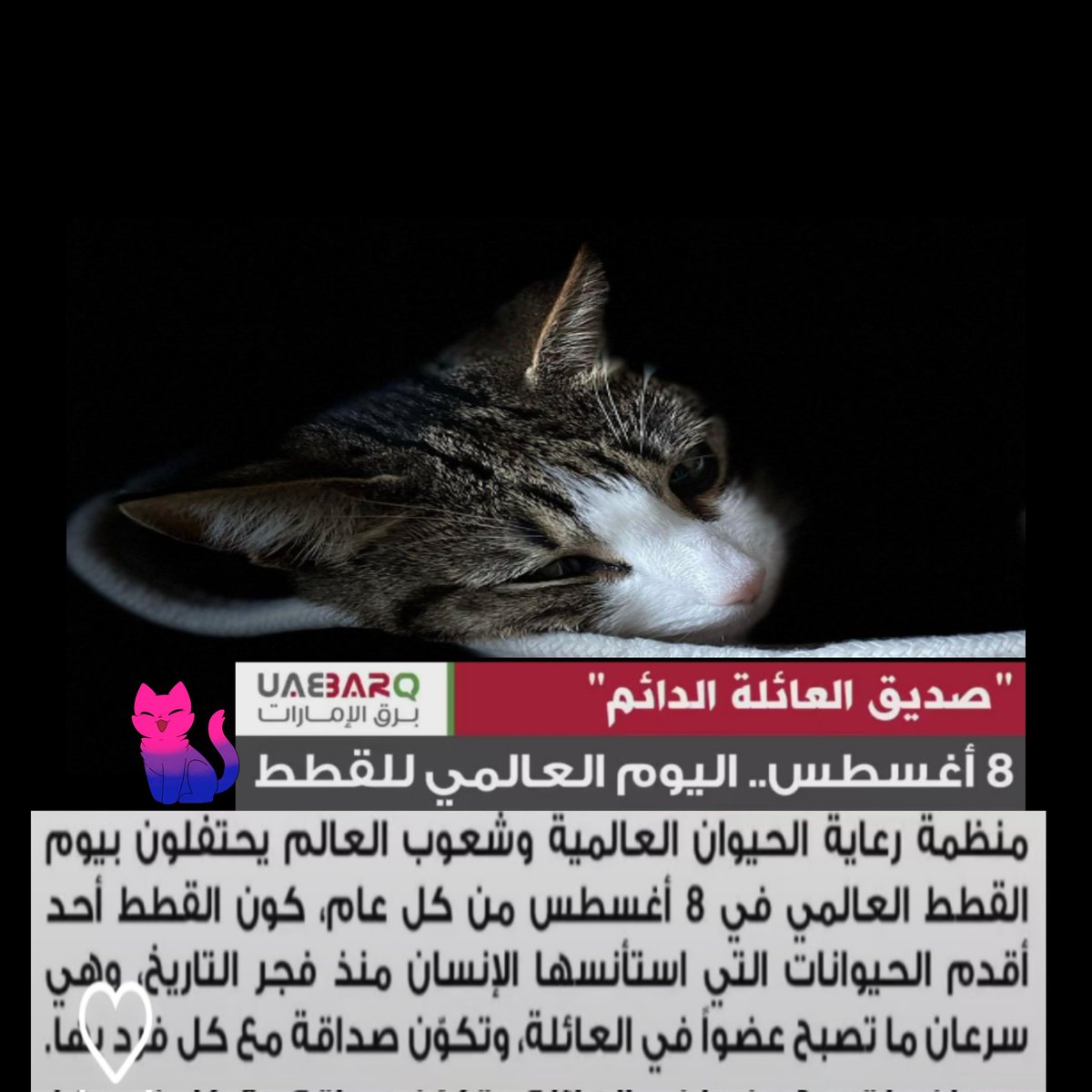 #اليوم_العالمي_للقطط