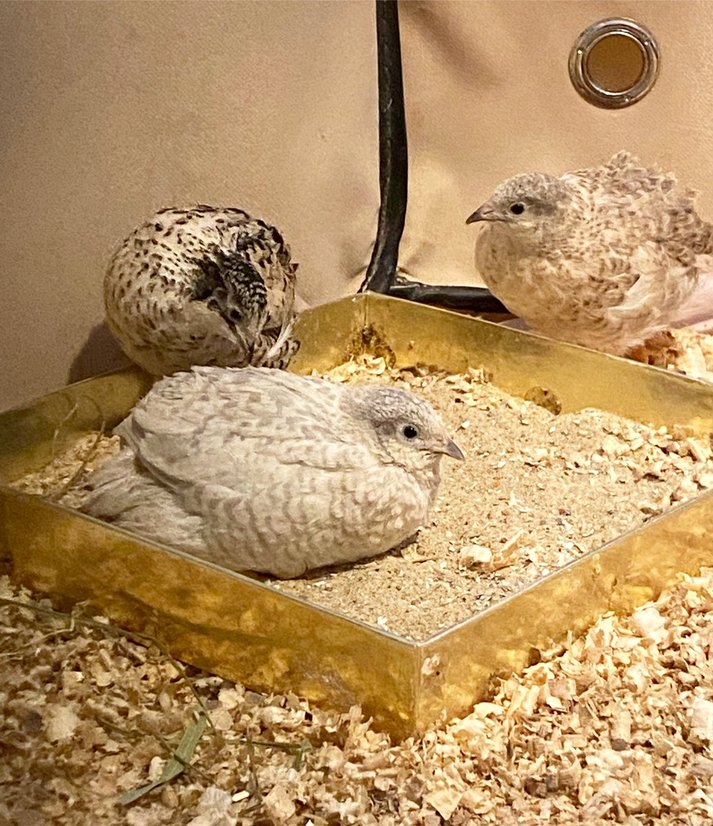Mercy looking slightly confused as Indy pecks the sand on her! 🤍
#bird #birds #birdlover #quail #birdwatching #birdphotography