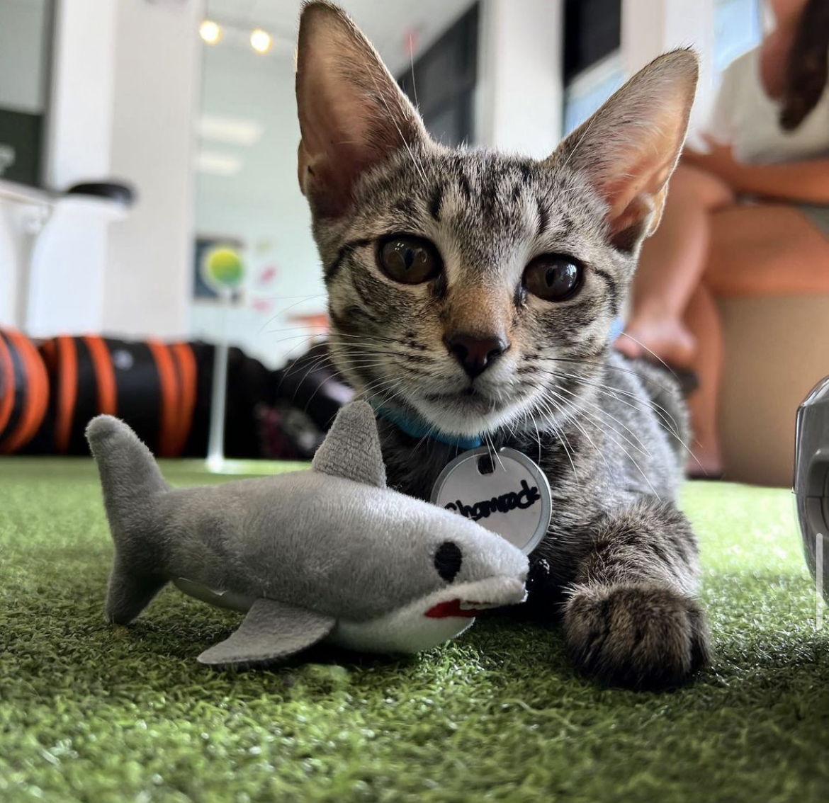 Gulf Coast Town Ctr tweet media